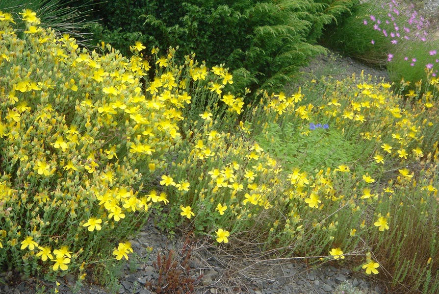 Hypericum olympicum photo